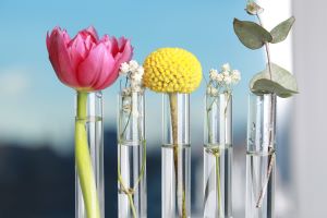 Five test tubes half to see, filled with water and different flowers, one big pink tulip, one big yellow and small white flowers